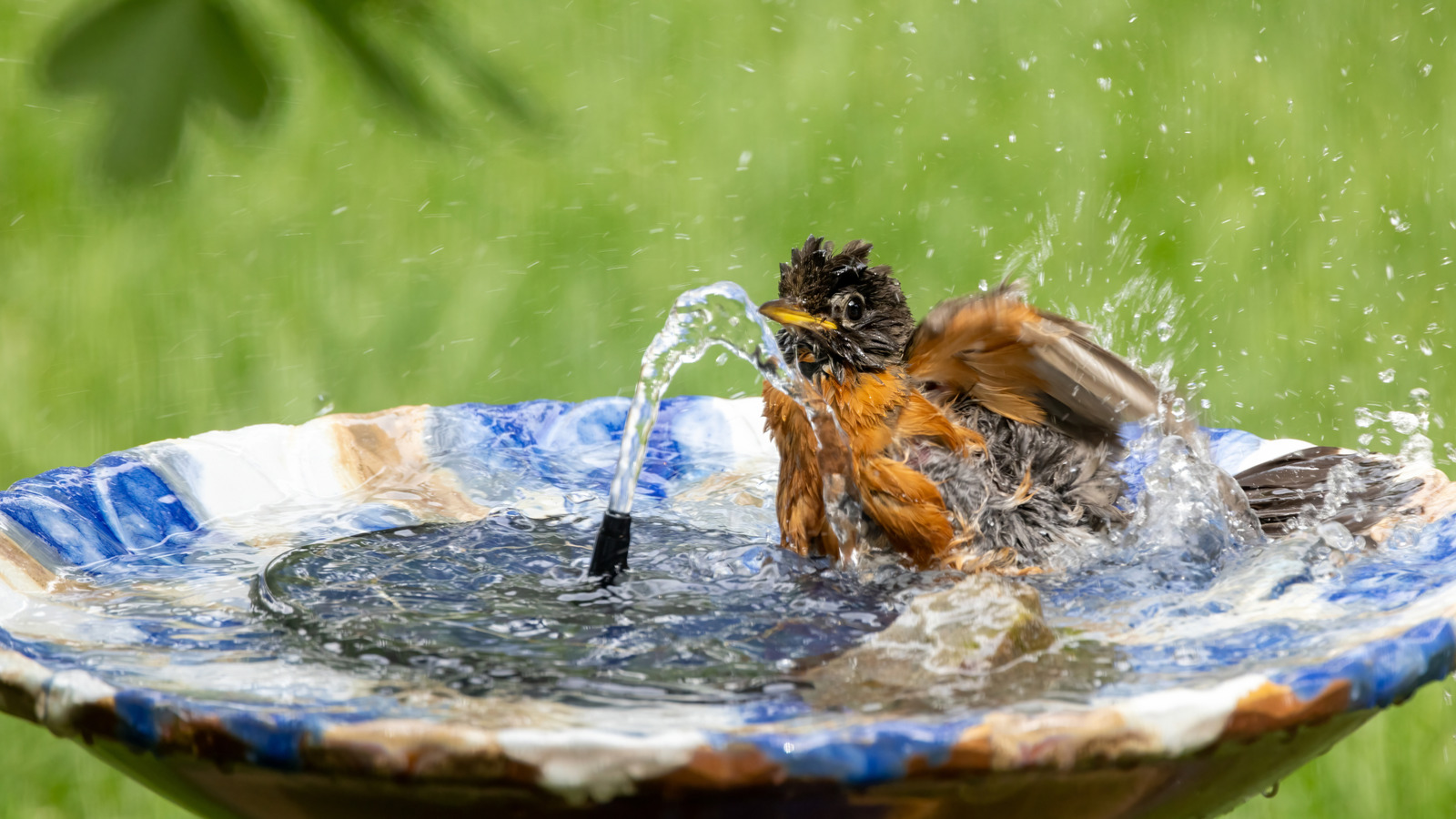 Tennis ball in bird bath preventing ice in winter